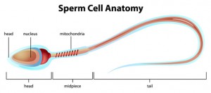 Sperm Cell Anatomy